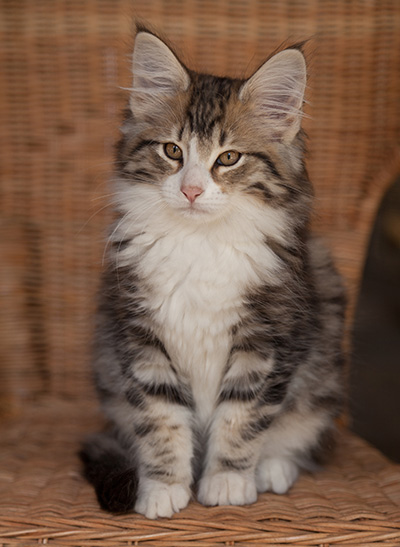 Jacek - 12 weeks old