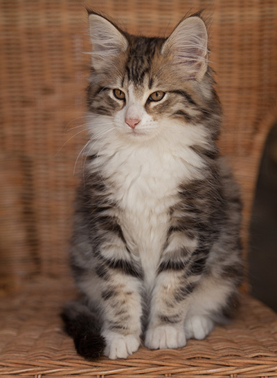 Jacek - 12 weeks old