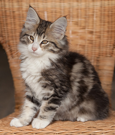 Jacek - 12 weeks old