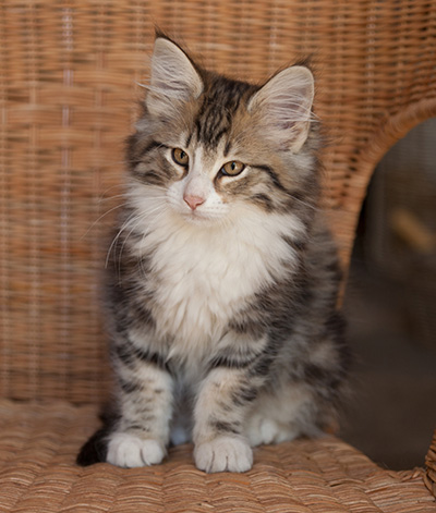 Jacek - 12 weeks old