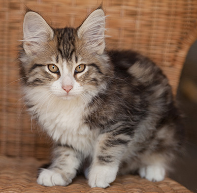 Jacek - 12 weeks old