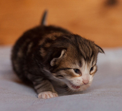 Jacek - 3 weeks old