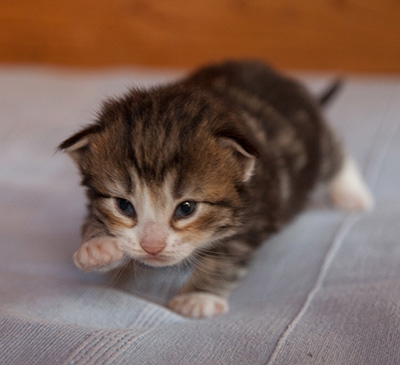 Jacek - 3 weeks old