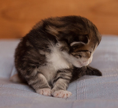 Jacek - 3 weeks old