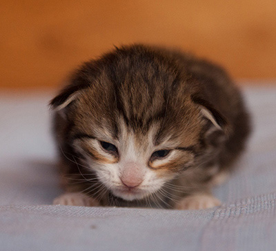 Jacek - 3 weeks old