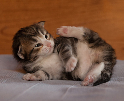 Jacek - 3 weeks old