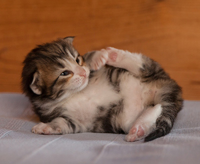 Jacek - 3 weeks old