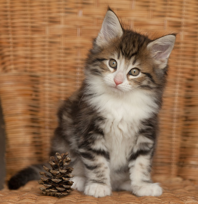 Jacek - 7 weeks old