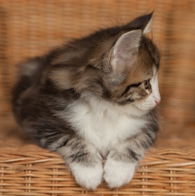 Jacek - 7 weeks old