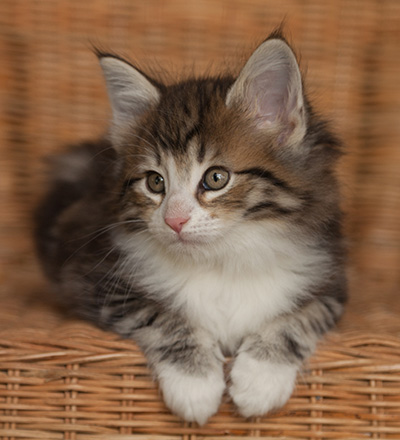 Jacek - 7 weeks old