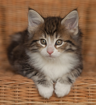 Jacek - 7 weeks old