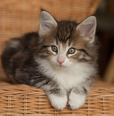 Jacek - 7 weeks old
