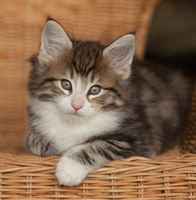 Jacek - 7 weeks old