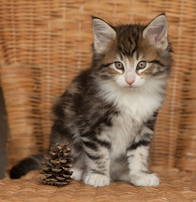 Jacek - 7 weeks old