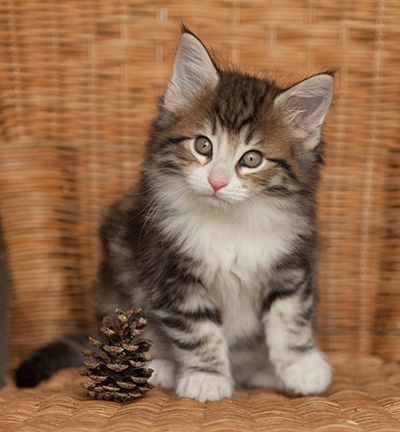 Jacek - 7 weeks old