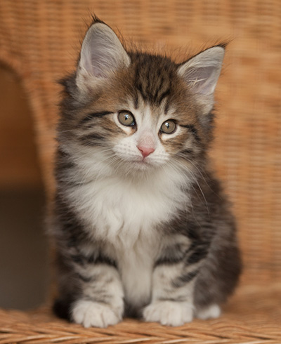 Jacek - 7 weeks old