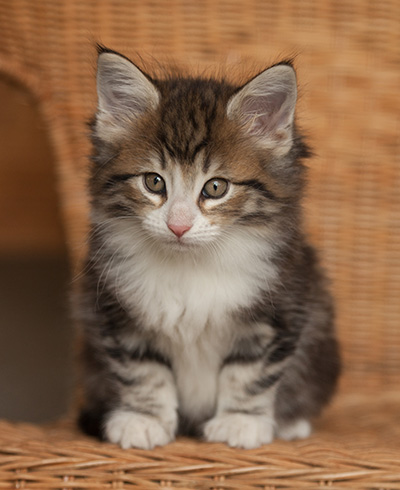 Jacek - 7 weeks old