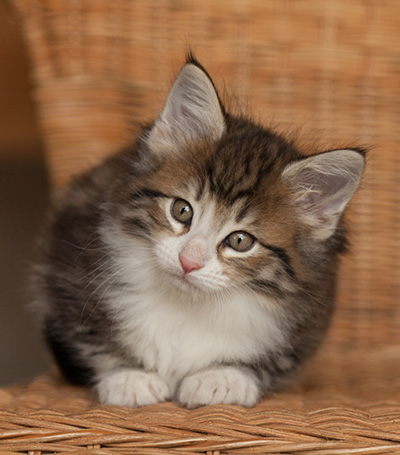 Jacek - 7 weeks old