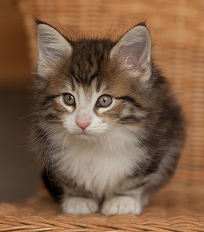 Jacek - 7 weeks old