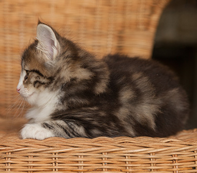 Jacek - 7 weeks old
