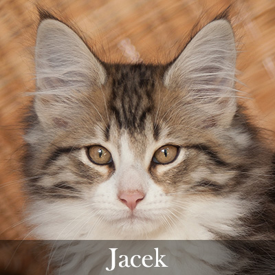 Jacek