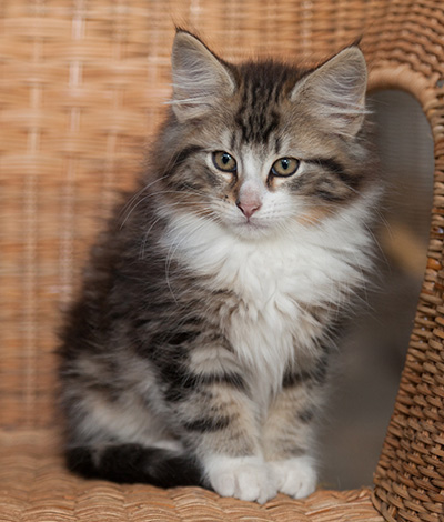 Janek - 12 weeks old