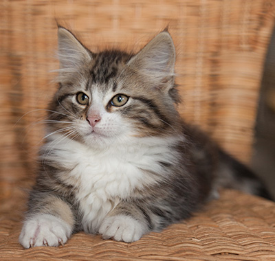 Janek - 12 weeks old