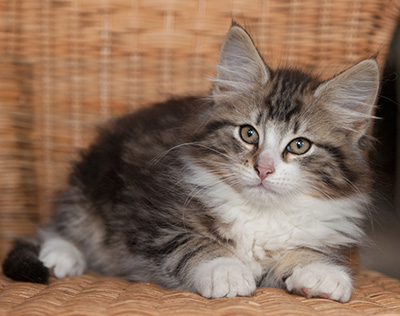 Janek - 12 weeks old