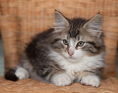 Janek - 12 weeks old