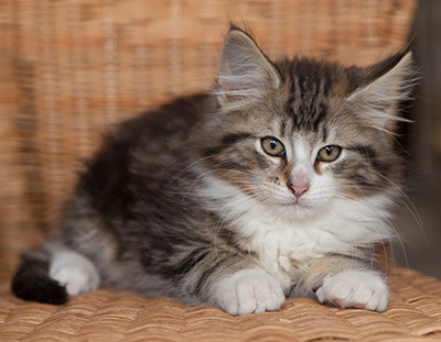 Janek - 12 weeks old