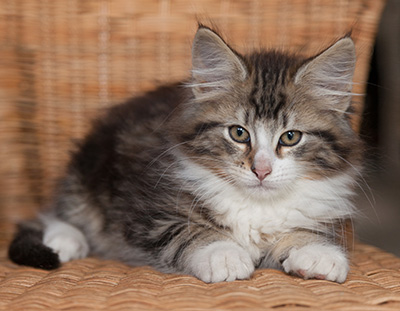 Janek - 12 weeks old