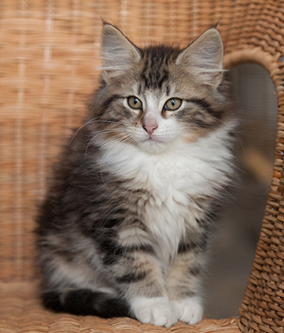 Janek - 12 weeks old
