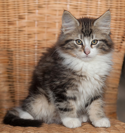 Janek - 12 weeks old