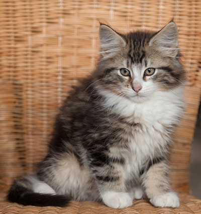 Janek - 12 weeks old