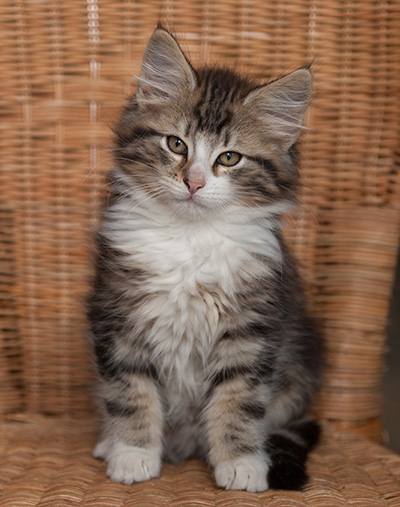 Janek - 12 weeks old