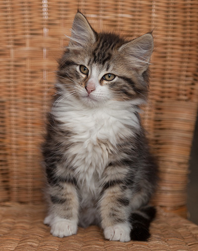 Janek - 12 weeks old