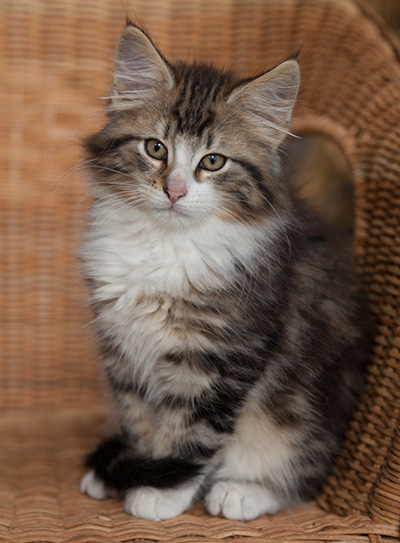 Janek - 12 weeks old
