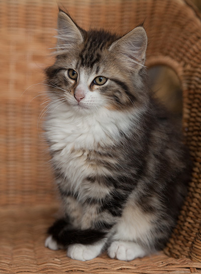 Janek - 12 weeks old