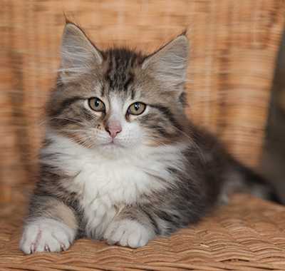 Janek - 12 weeks old