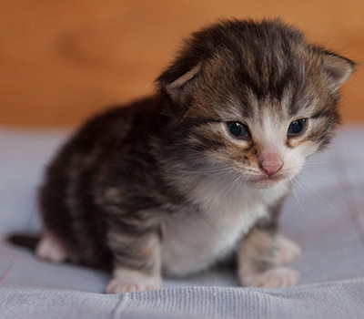 Janek - 3 weeks old