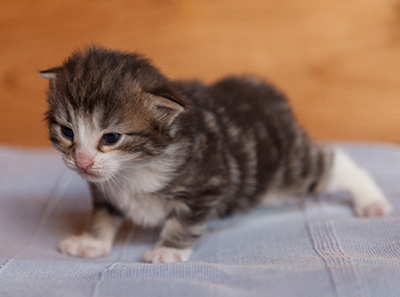 Janek - 3 weeks old