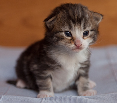 Janek - 3 weeks old