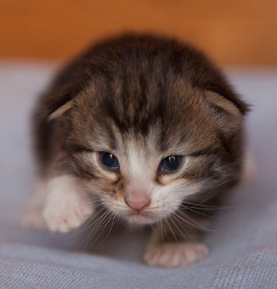 Janek - 3 weeks old