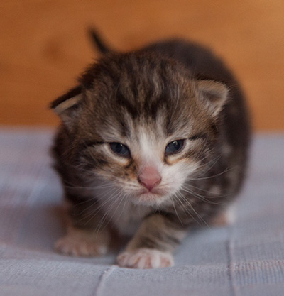 Janek - 3 weeks old