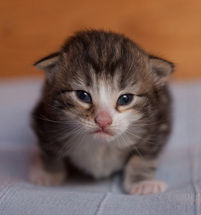 Janek - 3 weeks old