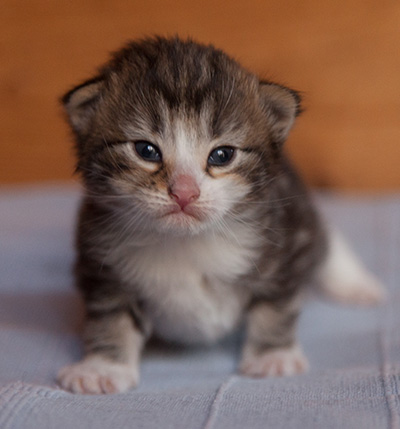 Janek - 3 weeks old