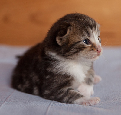 Janek - 3 weeks old