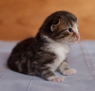Janek - 3 weeks old