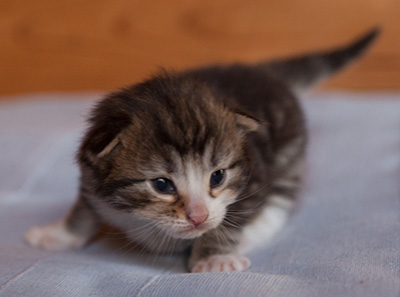 Janek - 3 weeks old