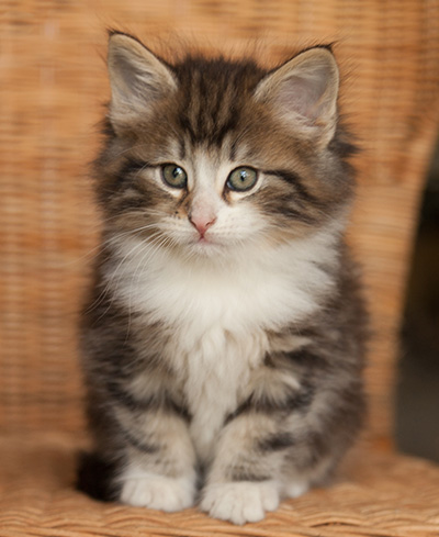 Janek - 7 weeks old